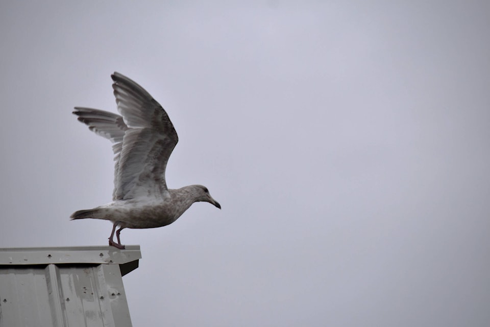 31511258_web1_230111-CVR-Bird-comox_1