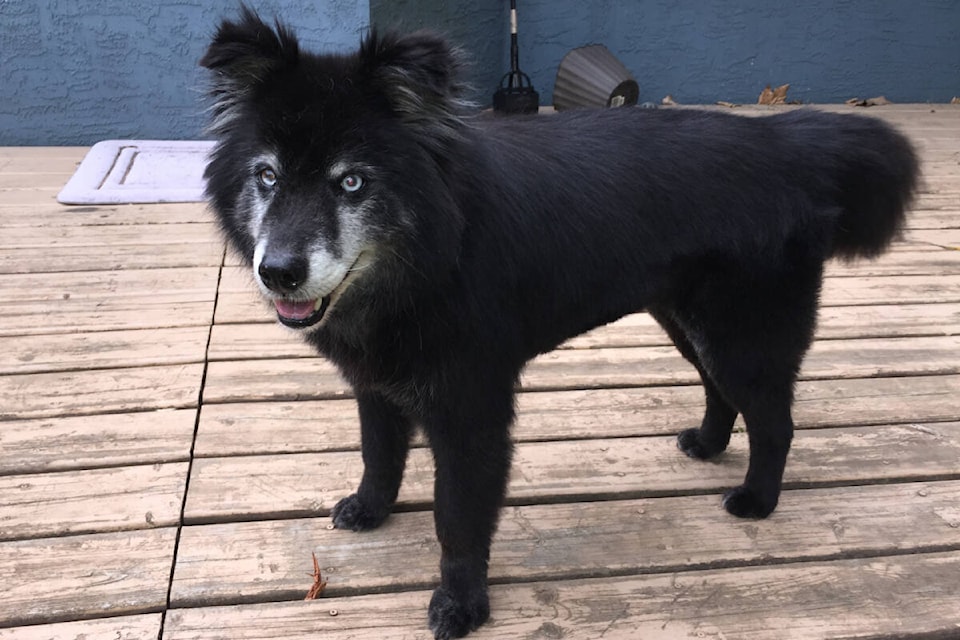 31523510_web1_230111-CVRF-F-Seniorpets-1_1