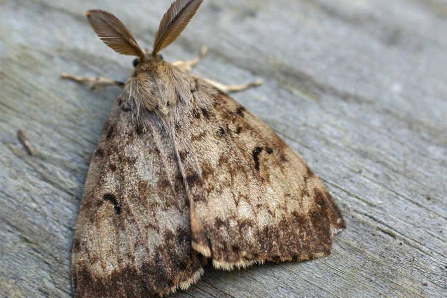 31566030_web1_gypsy-moth