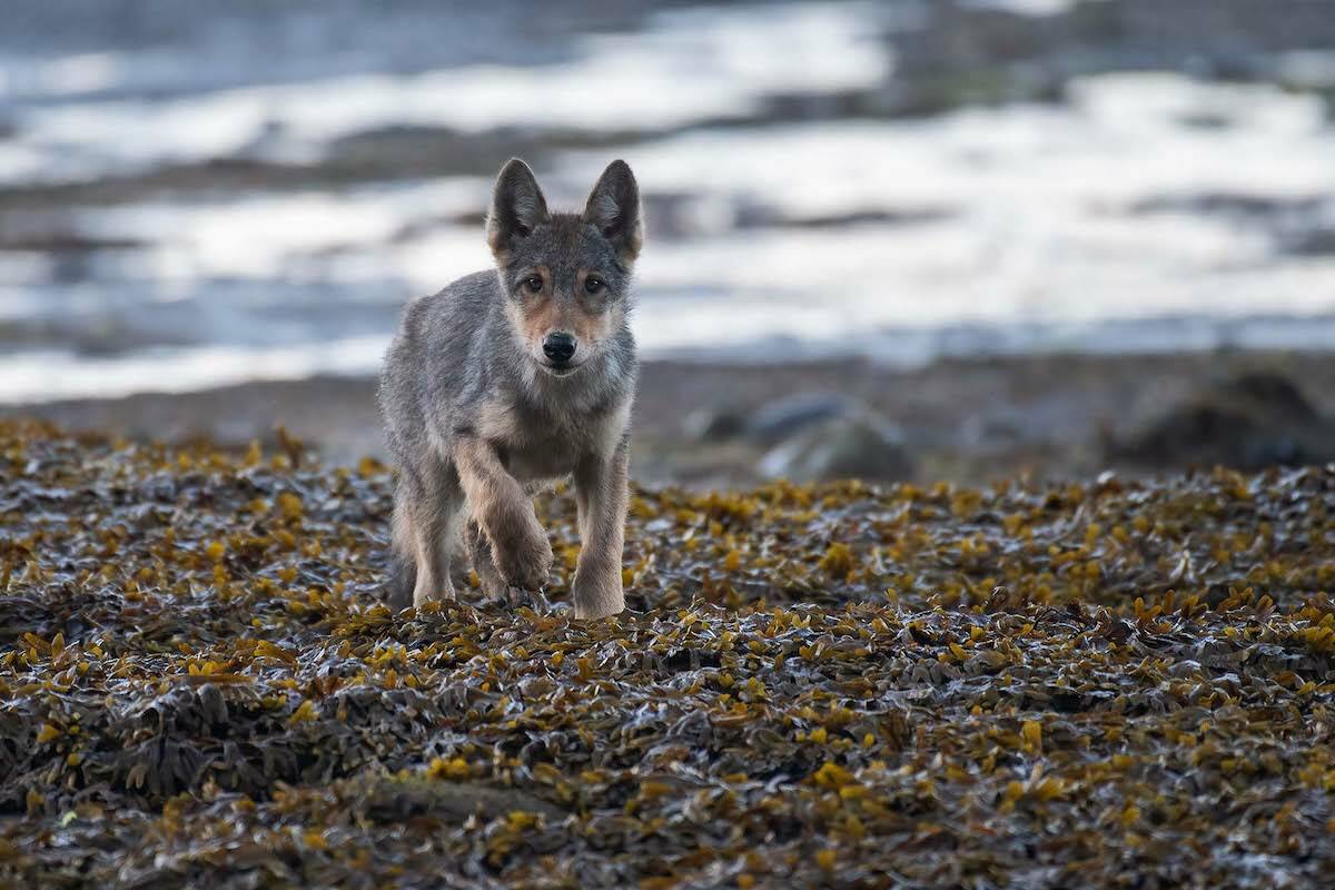A Coastal Wolf shown in the Part of the Pack documentary. (Photo: Isabelle Groc)