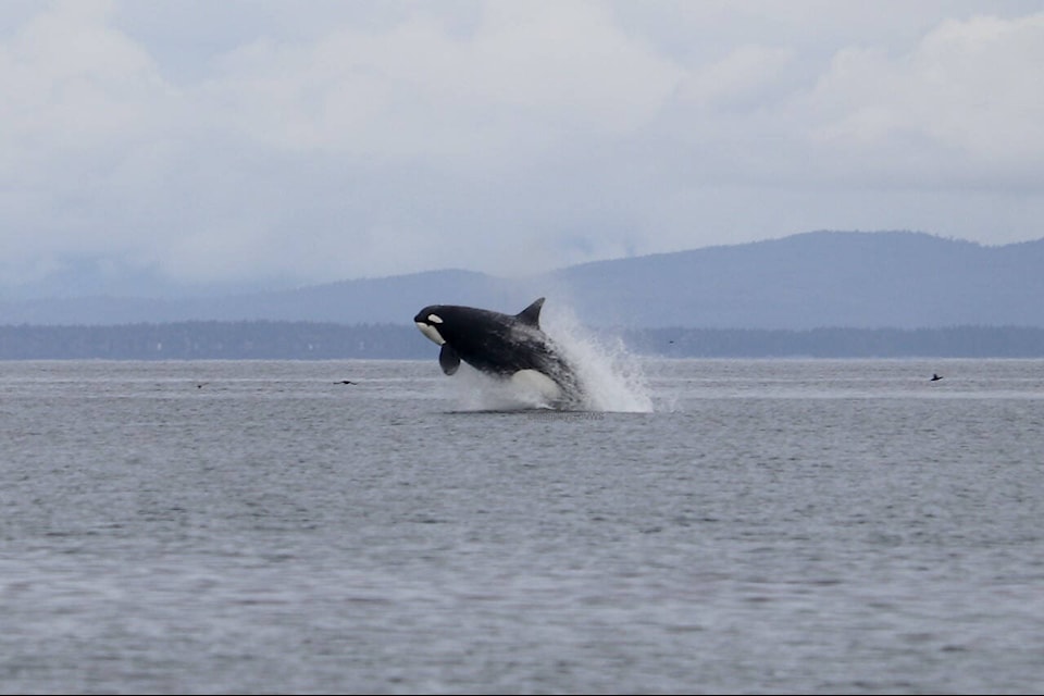 Transient/Biggs orcas were spotted hunting off Point Holmes and Kye Bay on Saturday. Photo by Ella Smiley/Comox Valley Wildlife sightings
