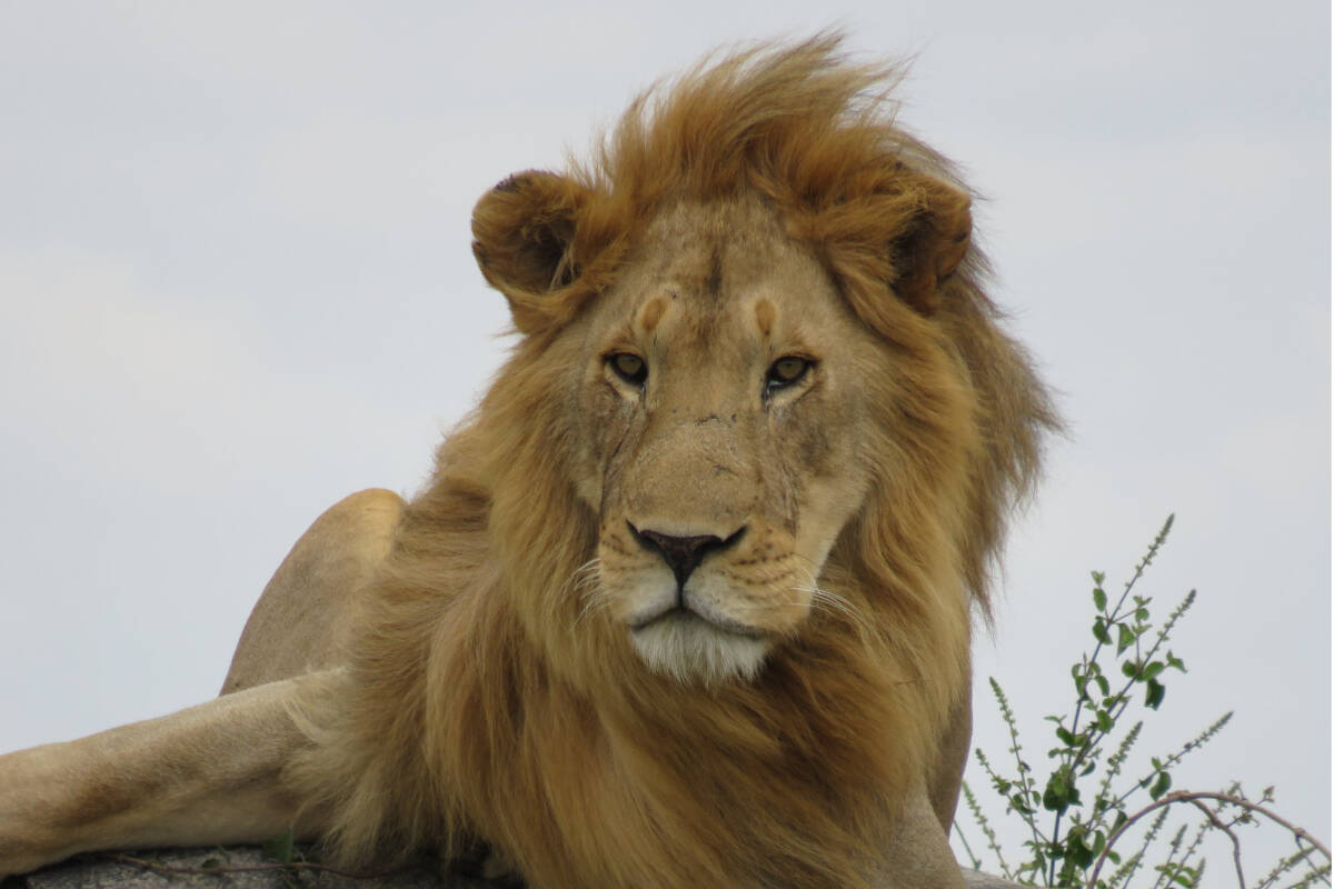 The 13-day East African Safari tour through the Serengeti and Zanzibar includes a bucket list of incredible wildlife sightings.
