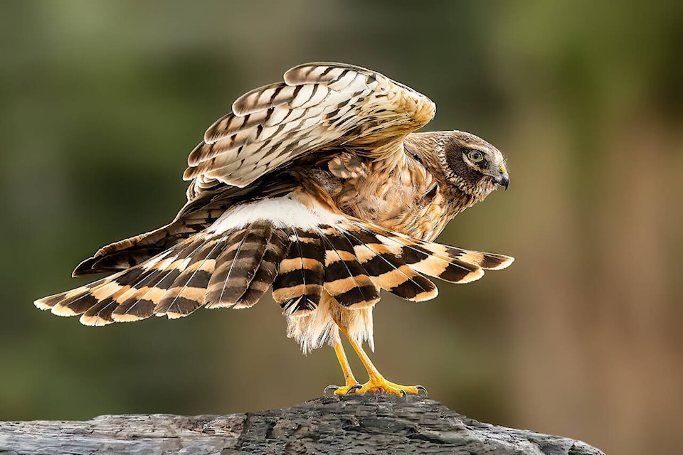 Northern Harrier-Stretching by B. Walwork is one of the prints on exhibit at the Pearl Ellis Gallery from Feb. 28-March 18. Photo supplied