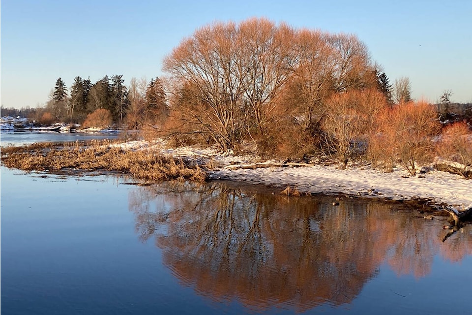 This Pacific willow graces the waterside of one of Courtenay’s most frequently visited parks. Photo supplied