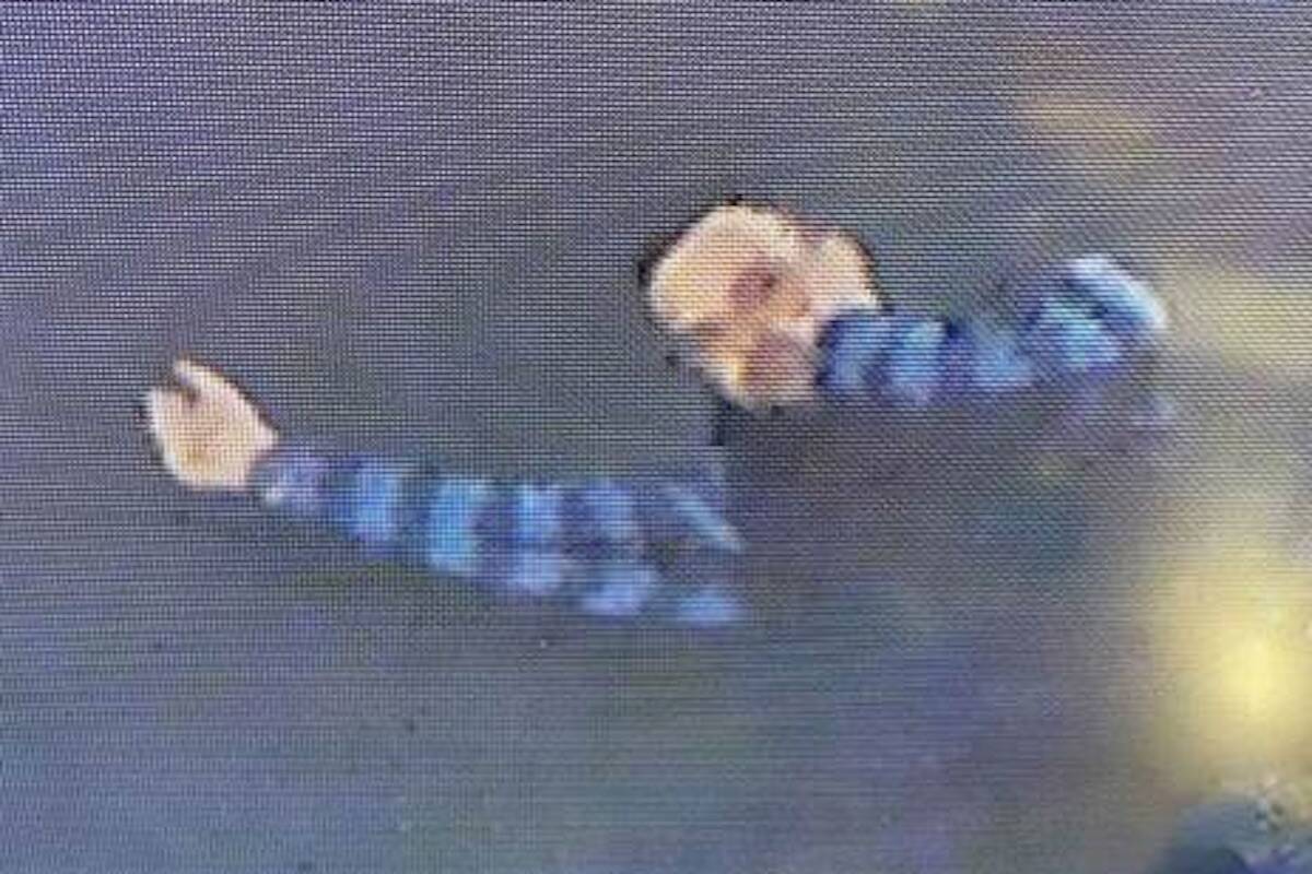 VicPD released images of a suspect who reportedly kicked a couples dog before he got physical with one of them on Feb. 25. (Courtesy of VicPD)