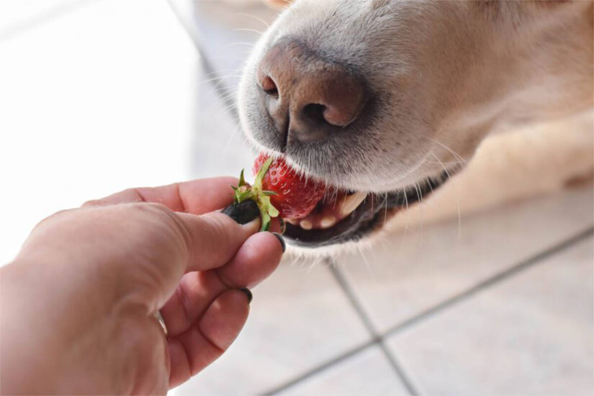 What kind of fruits are safe for dogs to eat Comox Valley Record