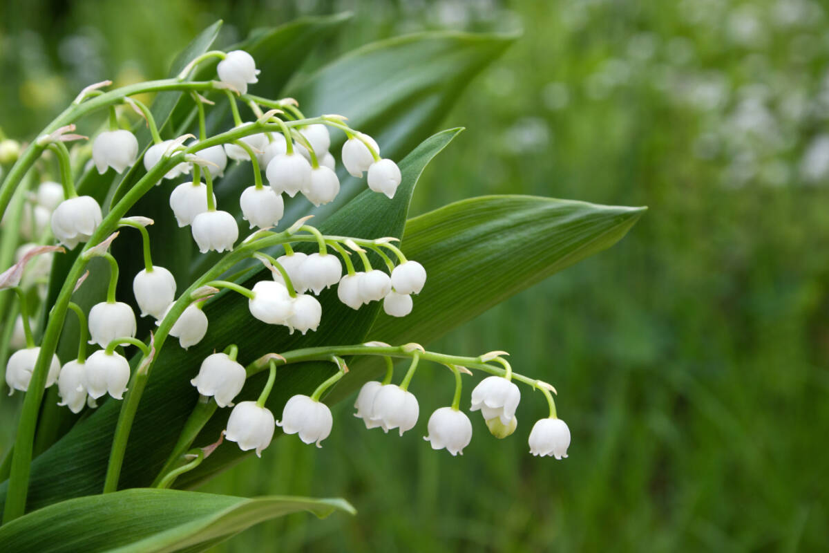 SPRING IN THE GARDEN: Lily of the valley is steeped in history and  symbolism - Comox Valley Record