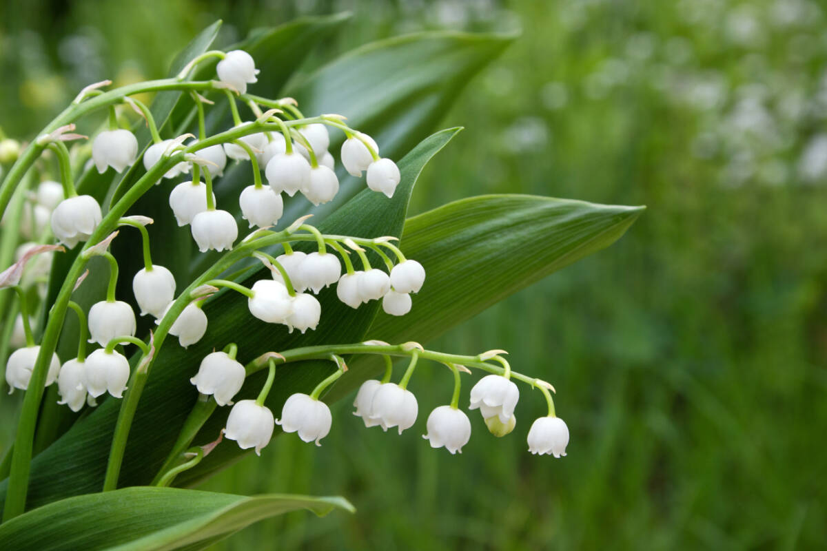 SPRING IN THE GARDEN: Lily of the valley is steeped in history and