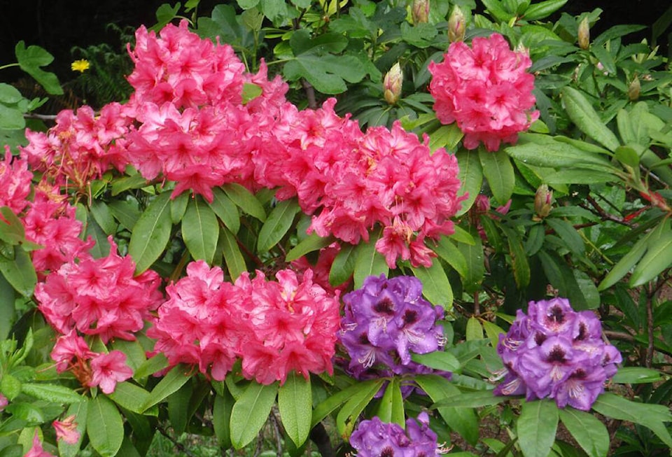 32471449_web1_rhododendrons