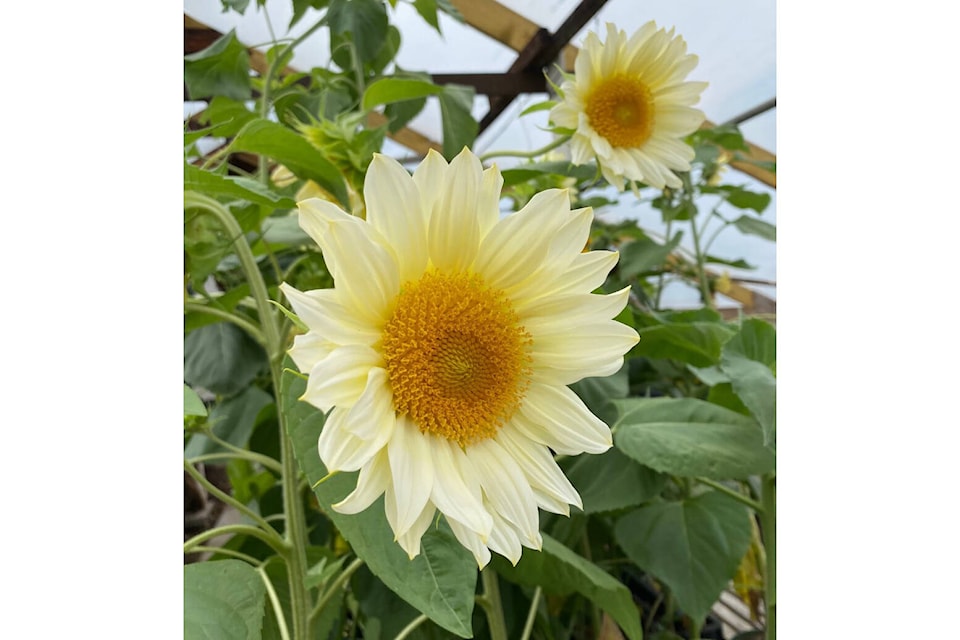 What flowers are your favourites? Photo supplied