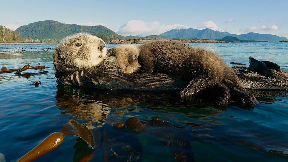 32601960_web1_230502-VNE-EmmysIslandoftheSeaWolves-SeaWOlves_1