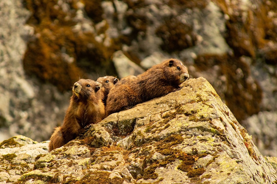 32621946_web1_230504-CRM-Fish-and-Wildlife-funding-MARMOTS_1