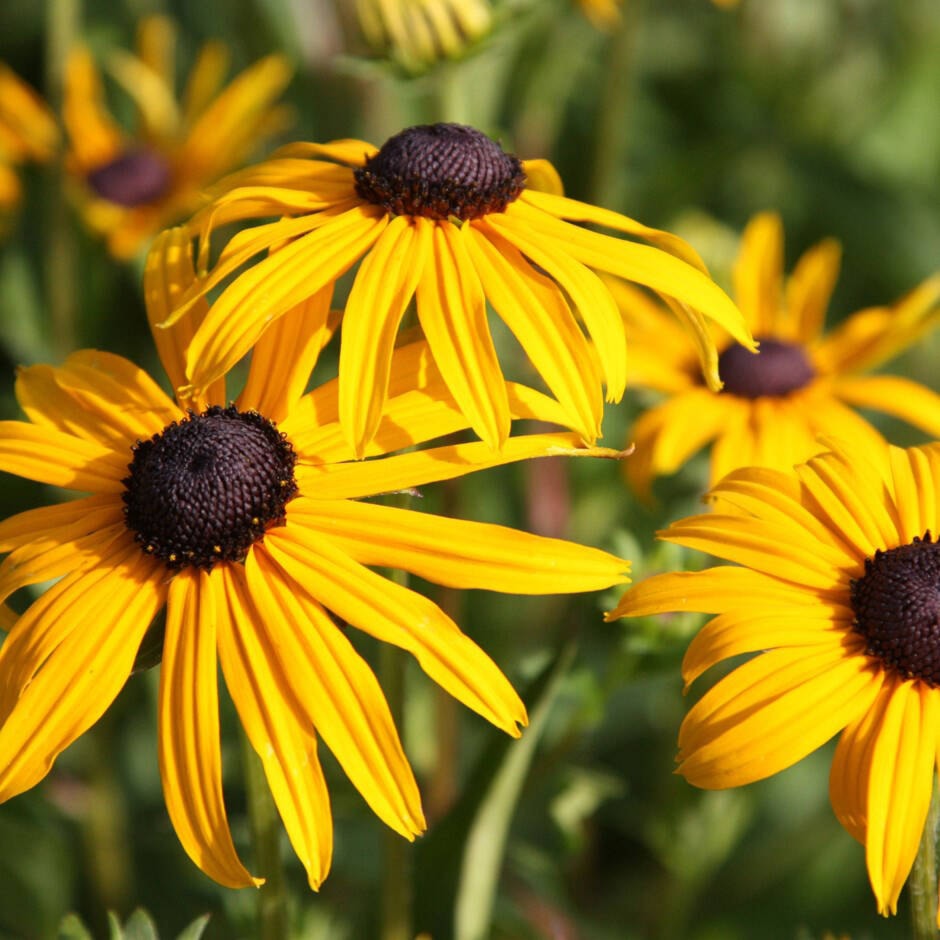 32637020_web1_190530-CVR-F-SITGdaisies1