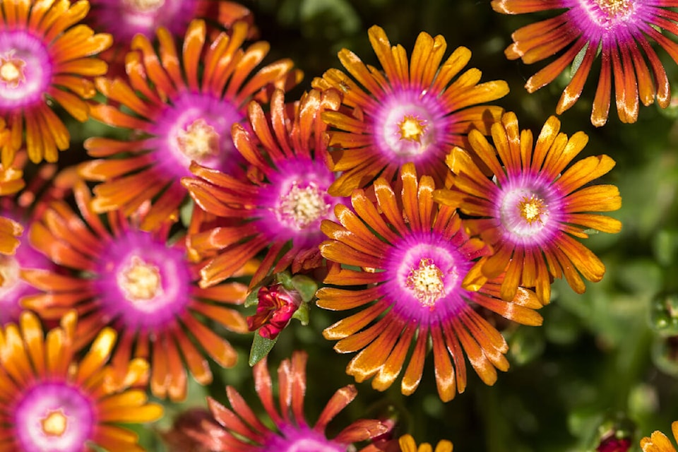 The Delosperma fire spinner. ADOBE STOCK IMAGE