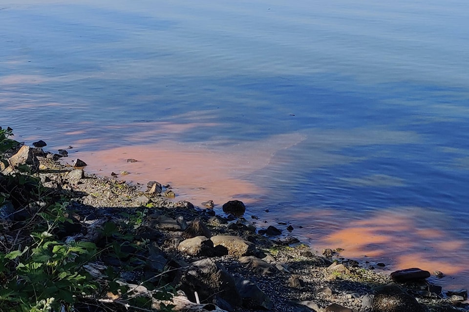 32871451_web1_230523-pnr-comtaminated-shellfish-red-tide_1