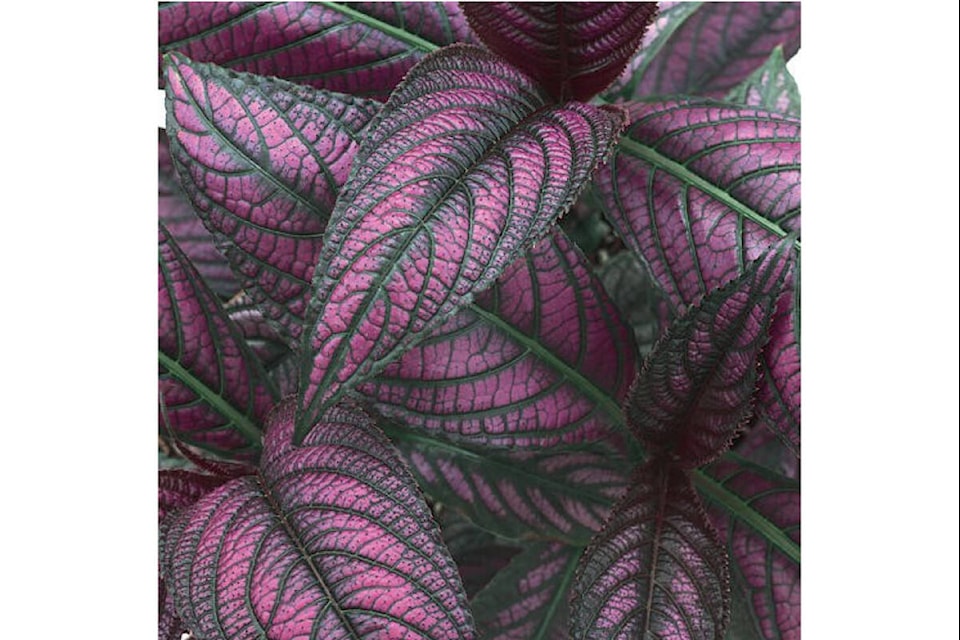 The Strobilanthes dyeriana (Persian Shield) is an outstanding foliage plant with flashy green/purple iridescent leaves with a silvery metallic sheen.