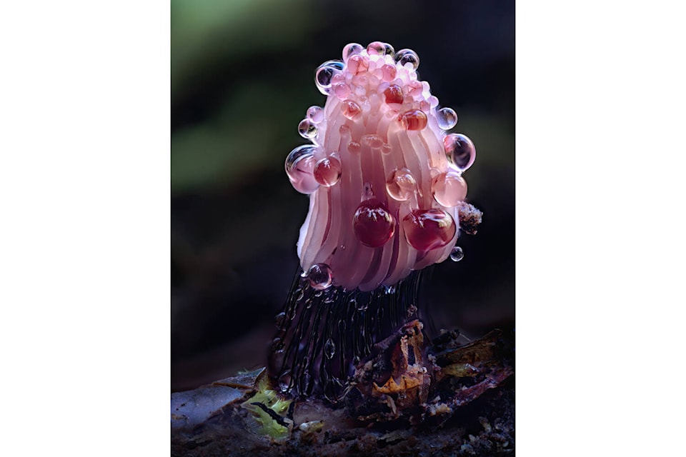 The top prize in the Comox Valley Land Trust’s photo contest went to Kevin Moldenhauer for this photograph of a chocolate tube slime mould.