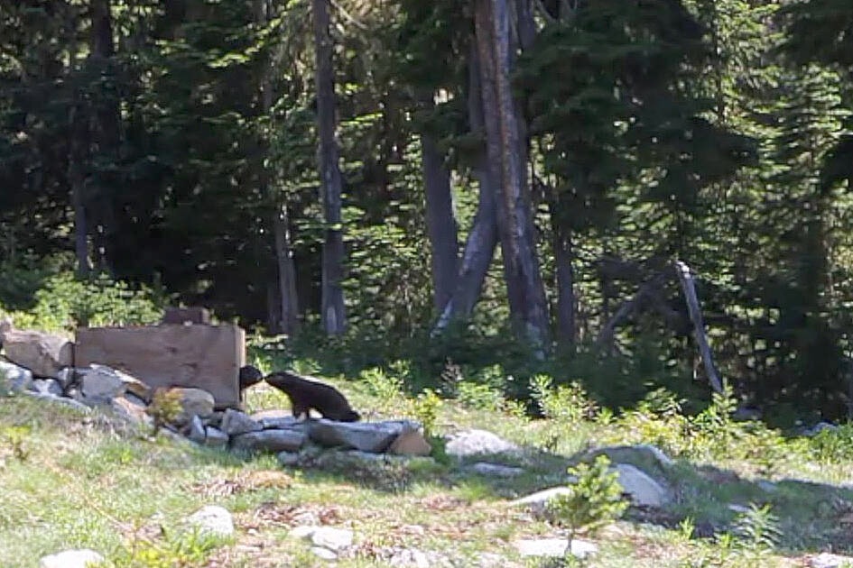 33176420_web1_230705-CVR-Marmot-Mt-Washington-Release-photo_1