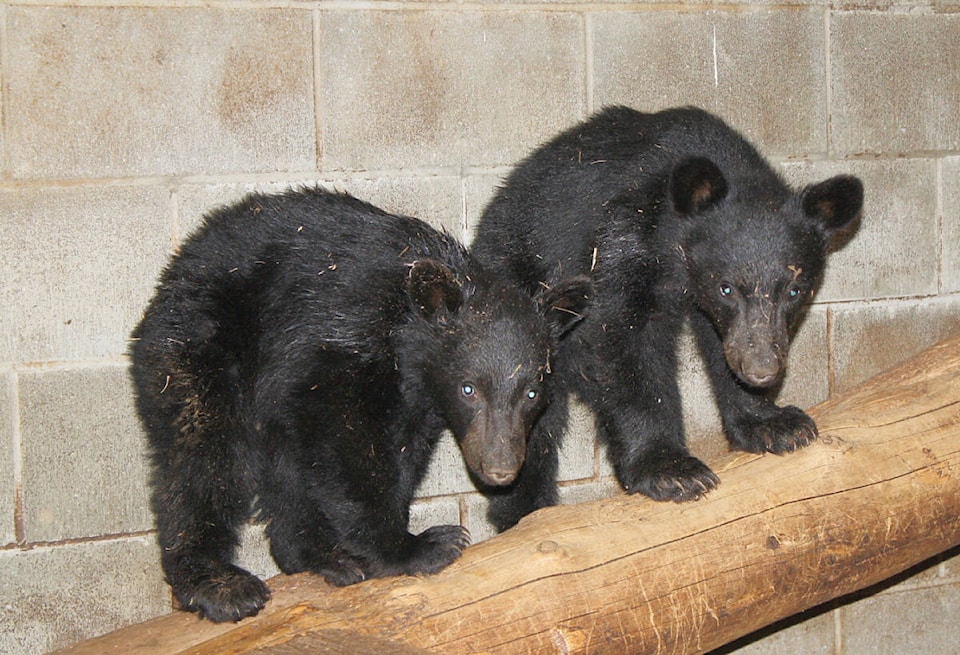 33184318_web1_230622-CCI-bear-management-bears_1