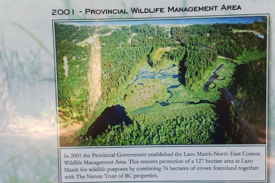 This is what Lazo Marsh used to look like, before the yellow flag iris invasion. The wetlands are now virtually invisible due to the invasive plant. Photo courtesy Bob Austin This is what Lazo Marsh used to look like, before the yellow flag iris invasion. The wetlands are now virtually invisible due to the invasive plant. Photo courtesy Bob Austin