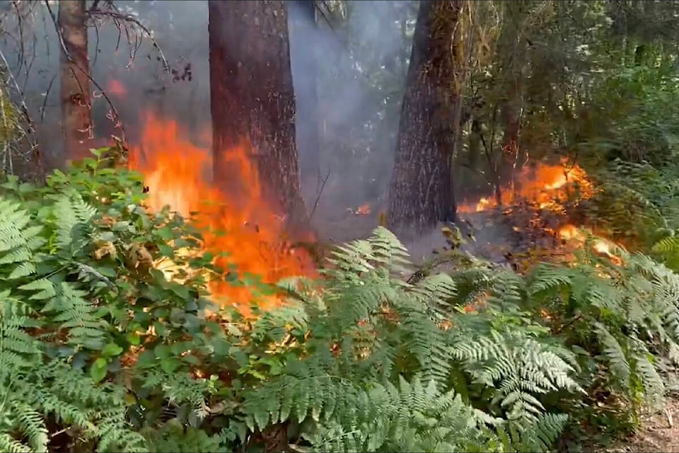 Flames shoot up from a fire in the bush at the end of Cherry Creek Road beside Alberni Storage on Tuesday, July 28, 2023. (PAFD SCREENSHOT)