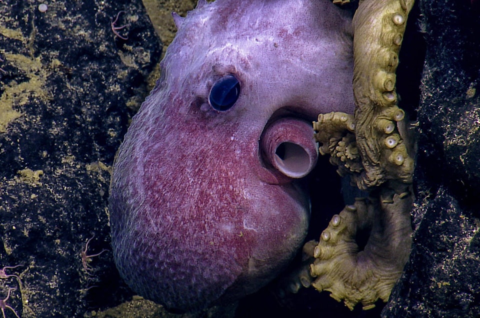 33367638_web1_230720-CPW-LJI-BC-octopus-nursery-octopus_1