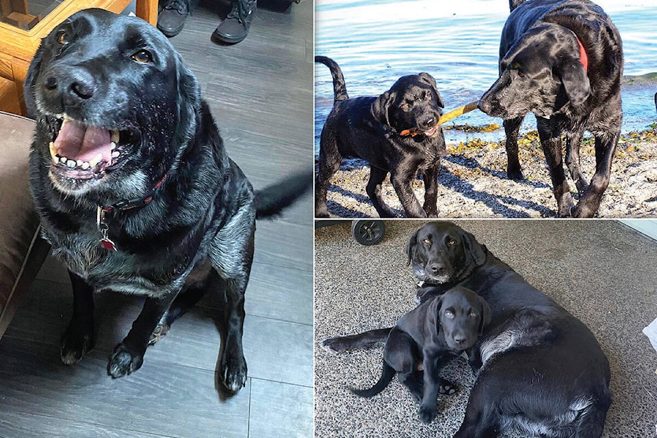 33525447_web1_230809-PQN-Wolf-col-dogs-diesel_1