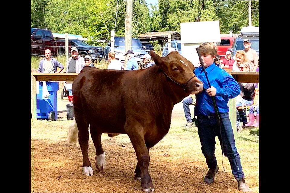 A young man shows off his cow during one of the competitions at the 115th Cobble Hill Fair. 