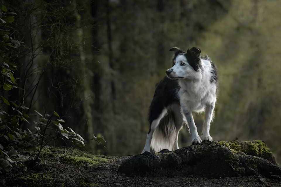 Border Collie by Ayri Niem was one of the runners-up in the Cowichan Exhibition's photography People's Choice category.