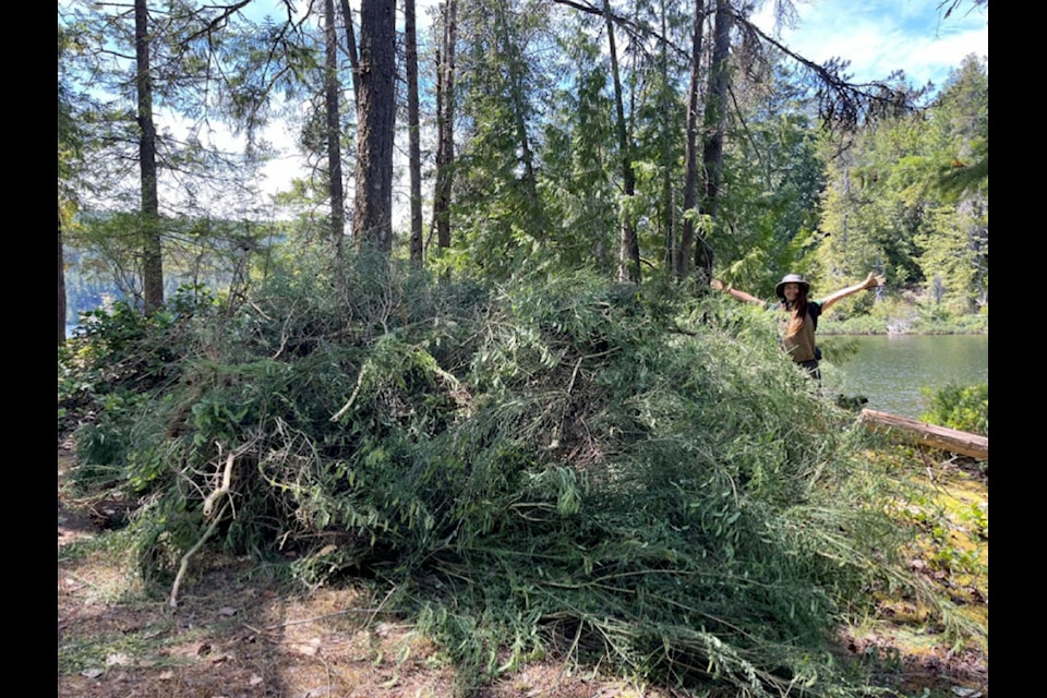 BC Parks Cowichan area supervisor Katy Fulton is shielded by a large pile of Scotch broom which was removed by boat from Memory Island.
