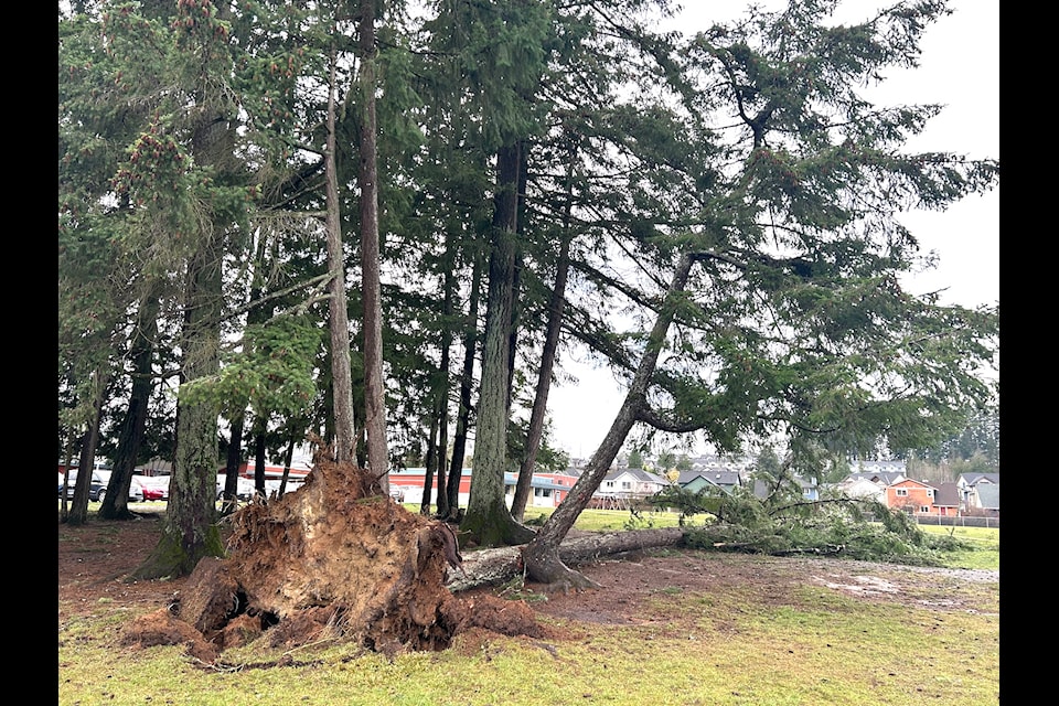 A tree on Drinkwater Elementary's property was uprooted during the strong winds brought about by the bomb cyclone weather system Tuesday night.