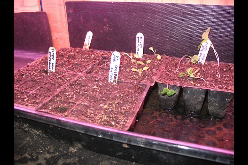Seeds sown 10 days ago. The radish seedlings are falling over so I'll transplant them now.
