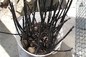 Mary Lowther column: Planting the potatoes: hilling an effective method