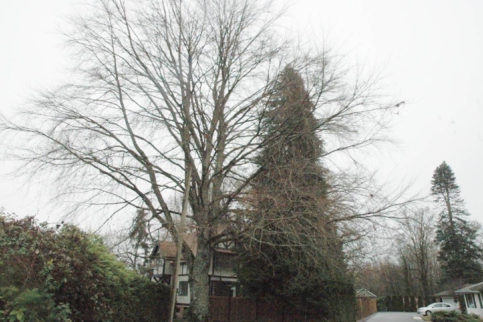 tree-canopy