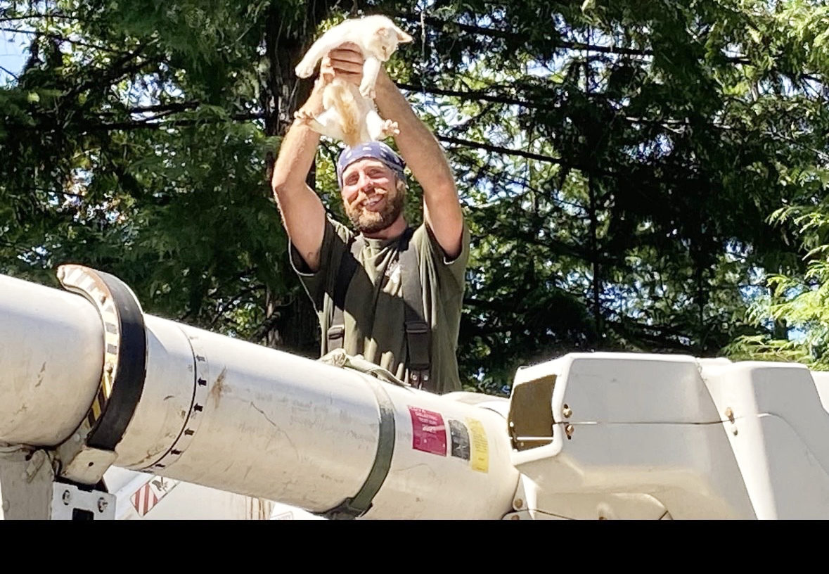 Kitten rescue in Cowichan highlights 35 years of tree expertise