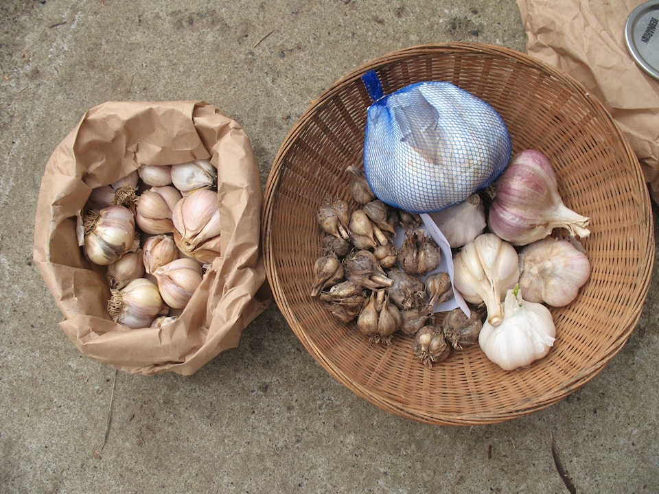 garlic