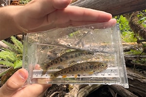 Shallow waters spawn deep concerns for fish in Cowichan Lake watershed
