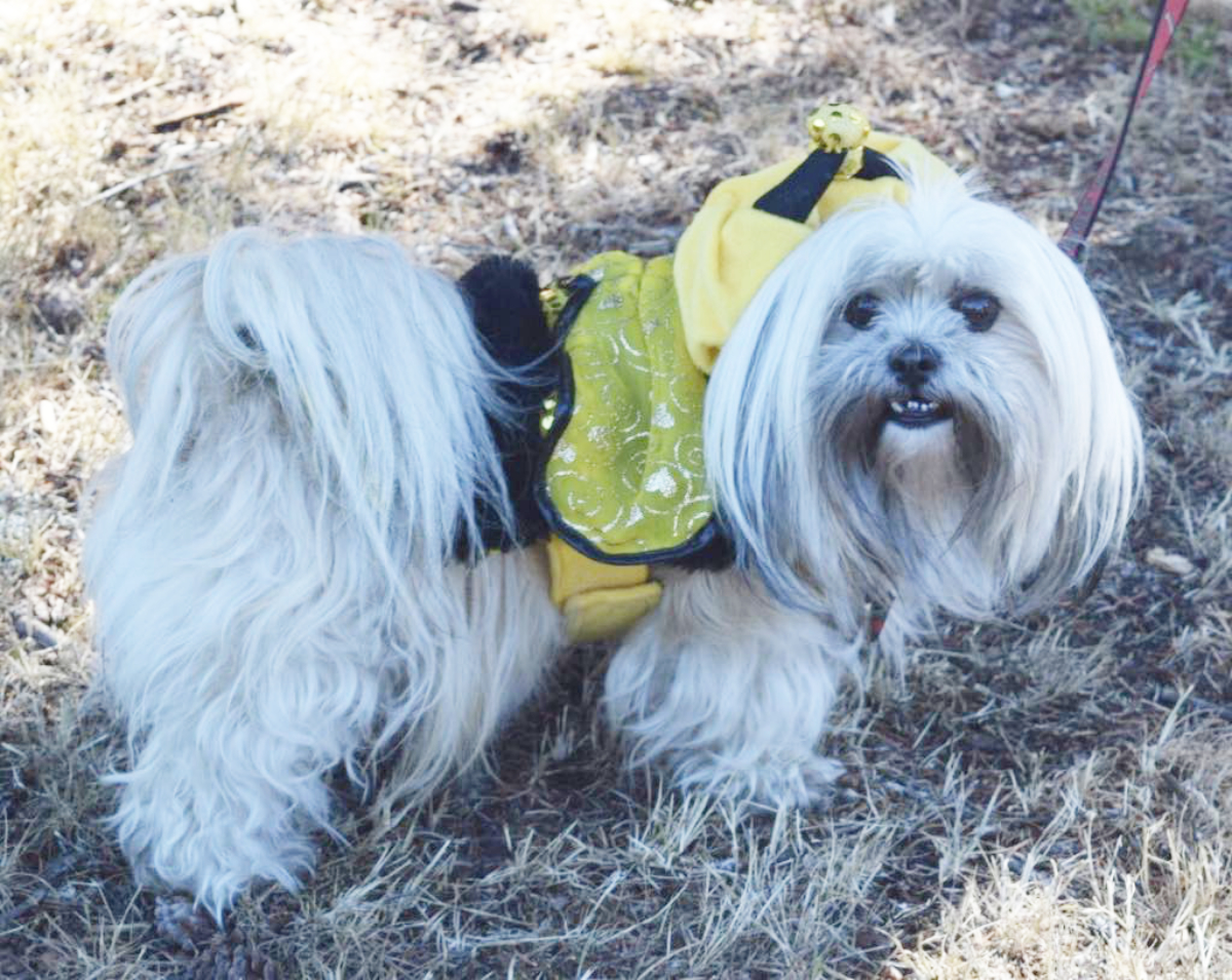 The Best Dressed Pet Contest drew some fine canines at Honeymoon Bay Day on July 12, 2025. (Cheryl Morgan photo)