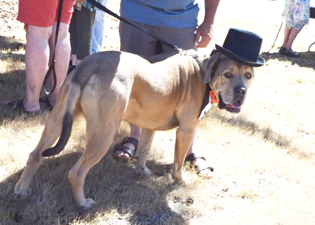 Photo gallery: Honeymoon Bay Day celebrated in the sun