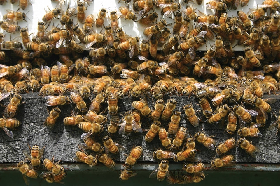 bee-city