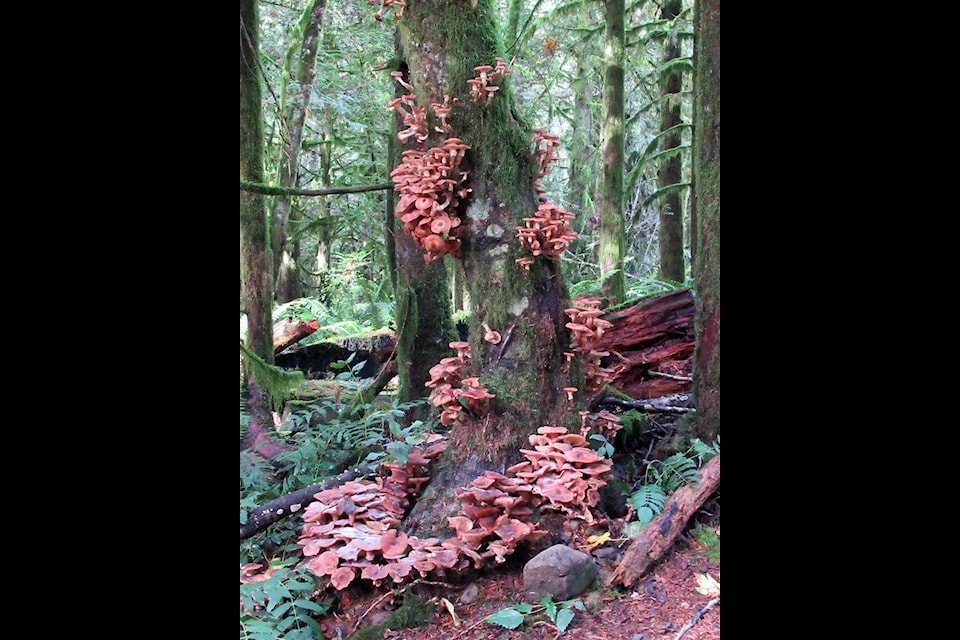 Edible brown mushrooms grow out of a tree trunk in the wild. (Wilma Harvie photo)