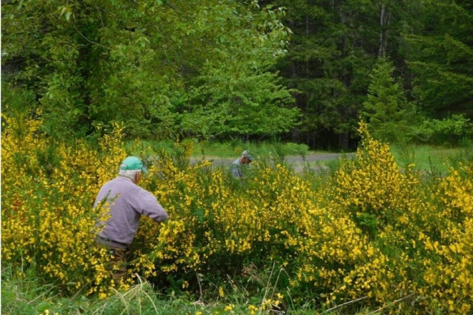 scotch-broom