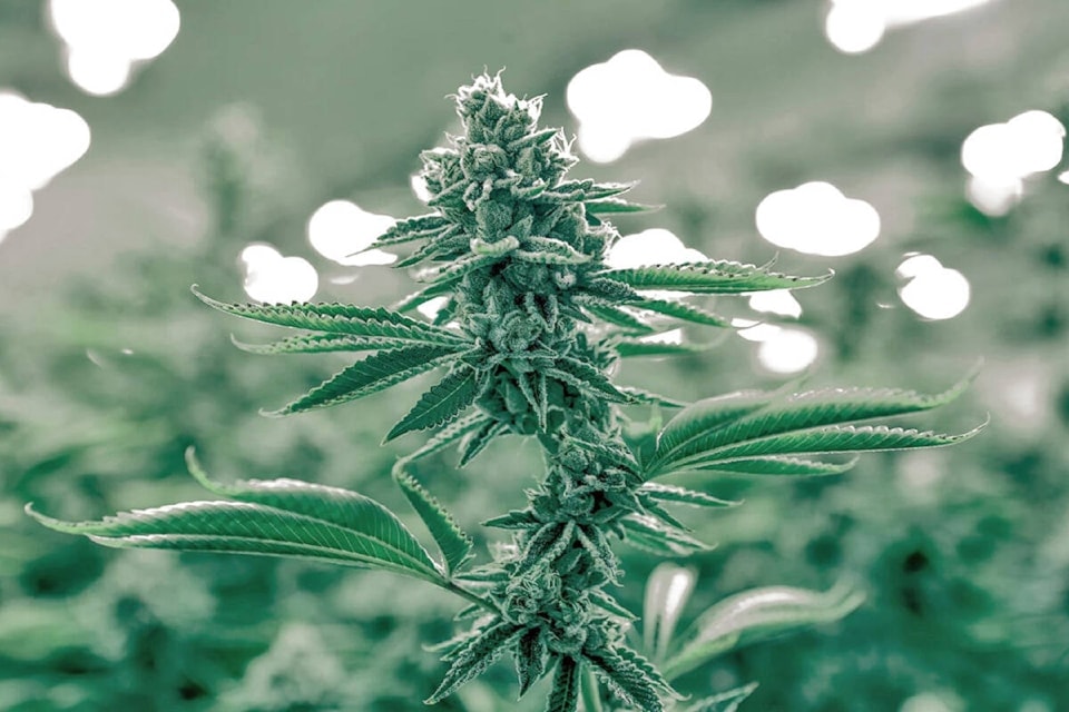 web1_cannabis_1-1