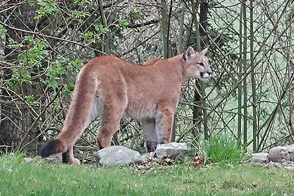 Cougar family causing safety worries in Mesachie lake