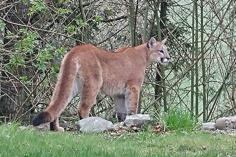 22376096_web1_200812-pqn-cougar-cougar_1