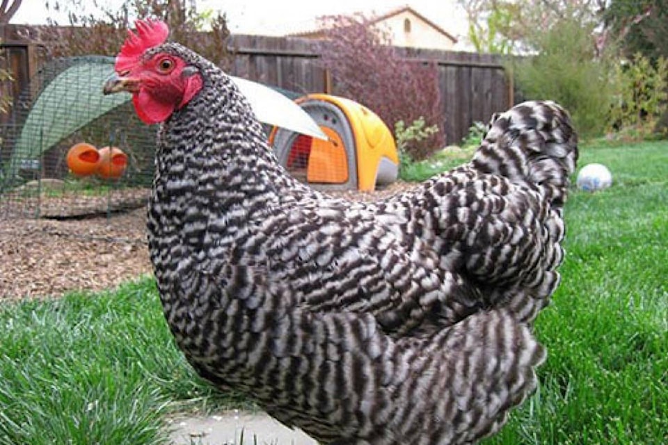 North Cowichan seeks changes to backyard chicken bylaw