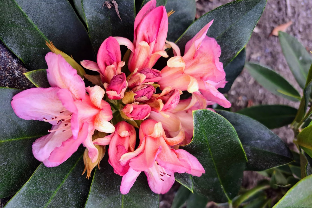 Guest column: Fall an ideal time to plant rhododendrons