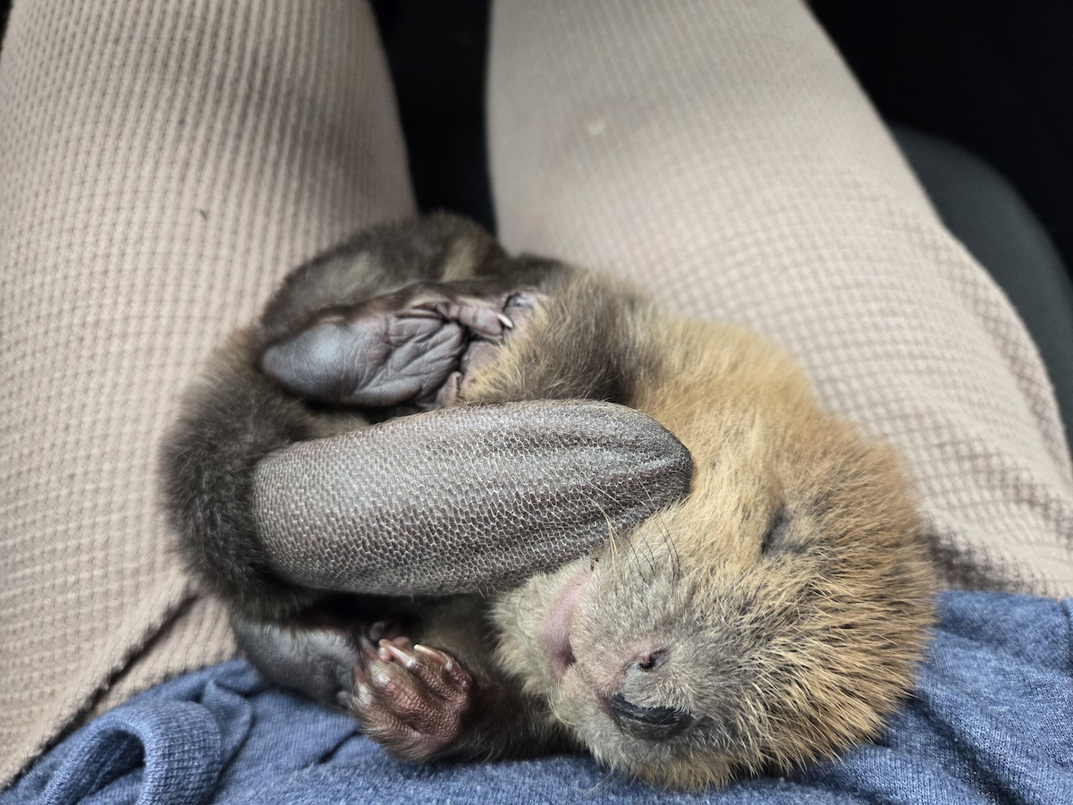'Dam' lucky: Cowichan River tuber a life ring for struggling baby beaver