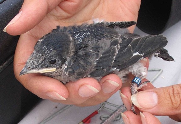 37988cowichanvalleycitizenpurplemartins