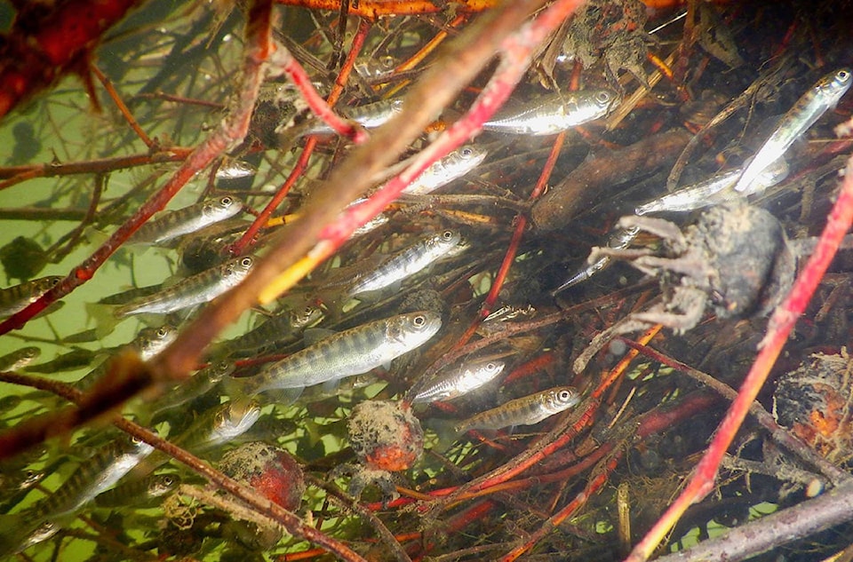 web1_170407-CCI-reducing-river-flow-decimated-salmon-run_1